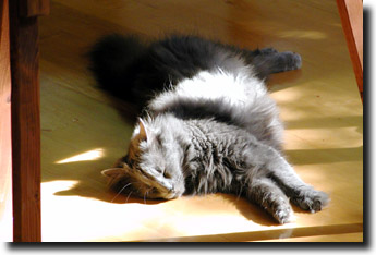 Macy napping in the sun