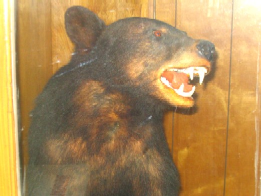 Chandler Mountain Black Bear!