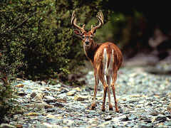 deer1.jpg (11767 bytes)