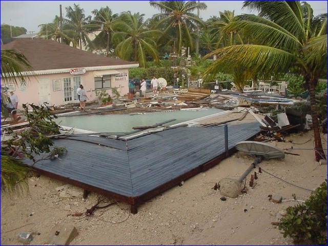 michelle-blue-parrot-damage04.JPG