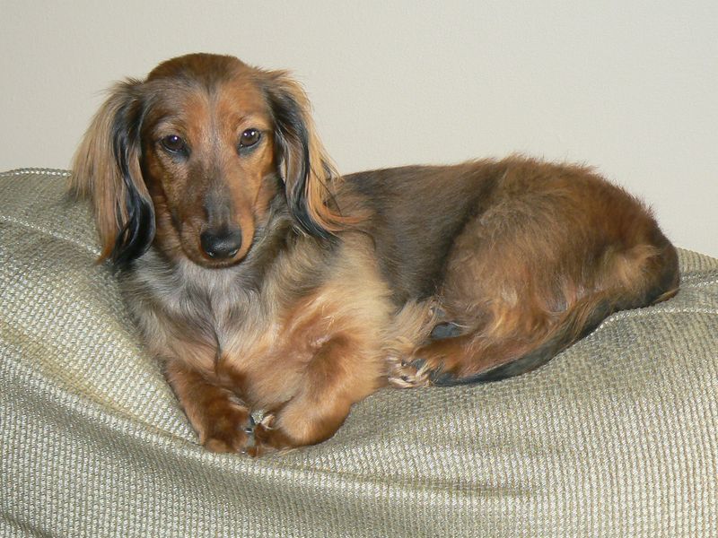mini long haired dachshund puppies. Long+haired+miniature+