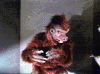 Another menagerie specimen