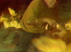 A hellish illusion for Pike