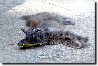 Macy lying next to leaf